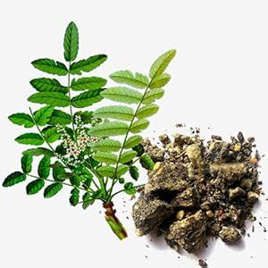 Omved Loban Ayurvedic, Organic, Natural and Non-Toxic Incense Sticks ...