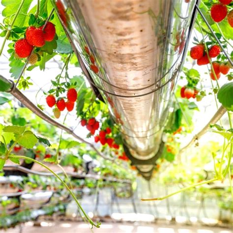 Growing Strawberries Article Archives – Strawberry Plants