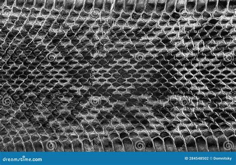 Image result for Python Skin Background