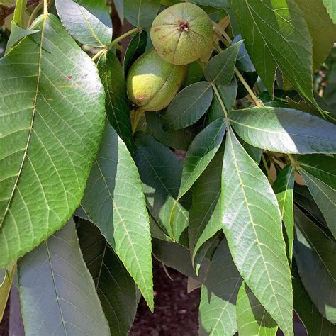 Pinnate, Pinnatifid, Bipinnate, Tripinnate