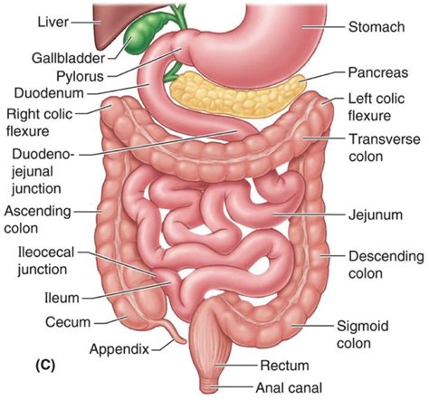 Ileum