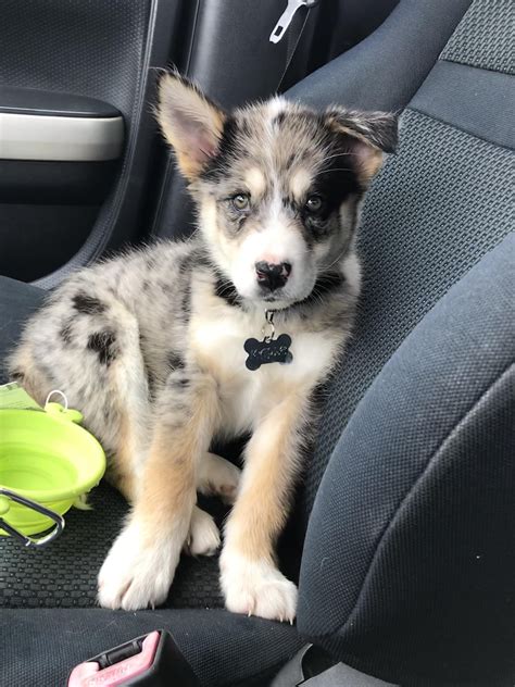 Australian Shepherd Malamute Mix