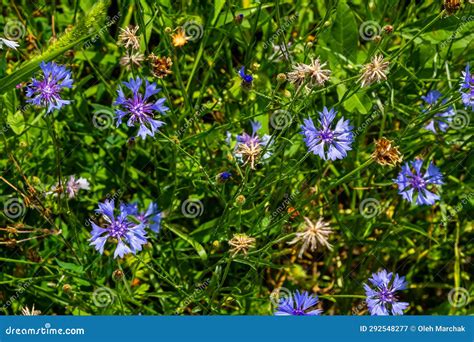 The Blue Cornflower Centaurea Cyanus is an Edible Plant Stock Image ...