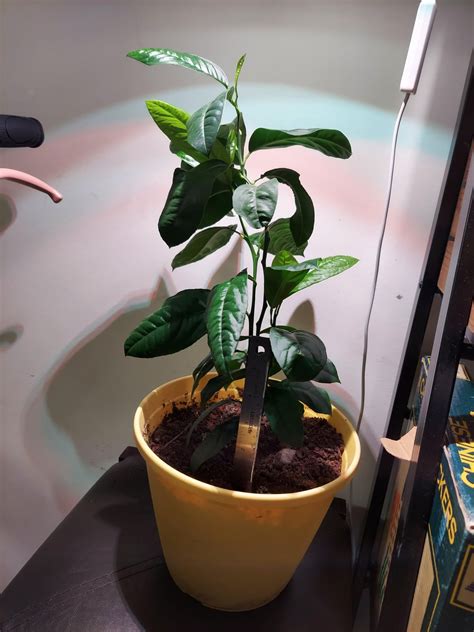 Image result for Lemon Tree Pruning