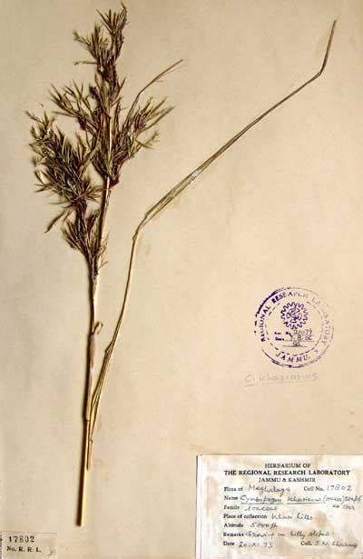 cymbopogon_khasianus