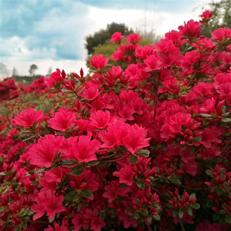 Azalea 'Hino Crimson' : buy Azalea 'Hino Crimson' / Azalea japonica ...