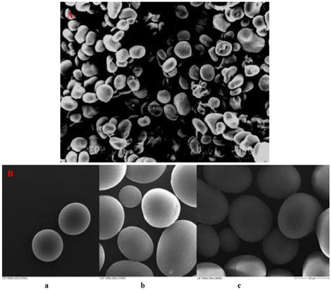 A Review on the Potential Food Application of Lima Beans (Phaseolus ...