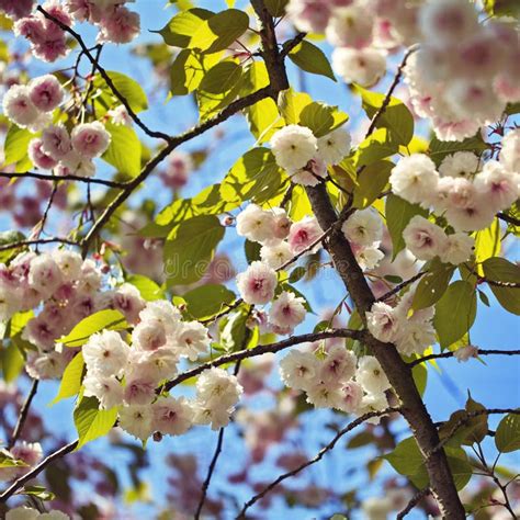 Spring Tree 的图像结果