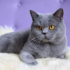 shorthair cat shorthair history personality appearance health shorthair cat shorthair history personality appearance health