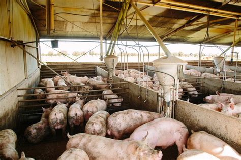 Intensive Pig Farming 的图像结果
