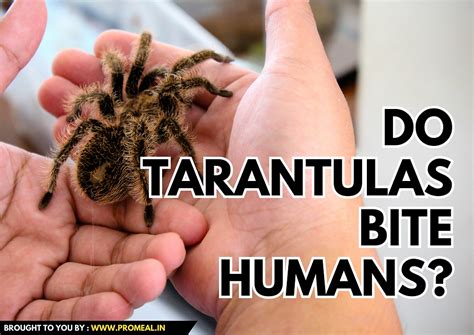 Do Tarantulas Bite Humans Safety Guide