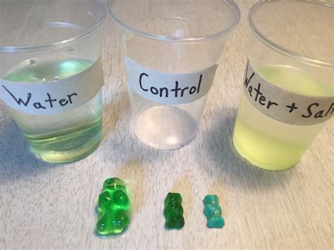 What Is Osmosis In Gummy Bears at William Moser blog