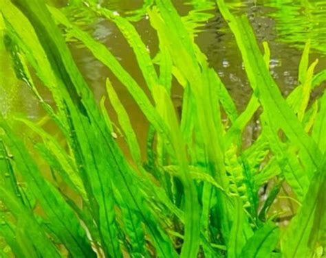 Java Fern Small Leaves at Tip 的图像结果