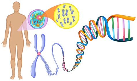 DNA：神奇的信息还是混乱的字母？