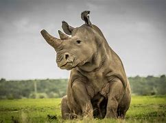 rhino 的图像结果