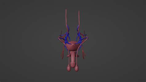 Male Reproductive System Animation 的图像结果