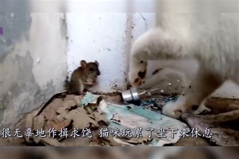 老鼠被猫堵在墙角猛揍，不停作揖求饶，镜头拍下搞笑一幕_墙角_镜头_老鼠