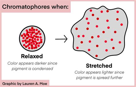 Image result for Color Changing Animals