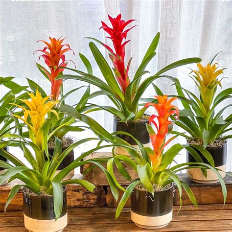 Bromeliad Care