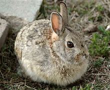 Image result for Wild Animals Rabbit