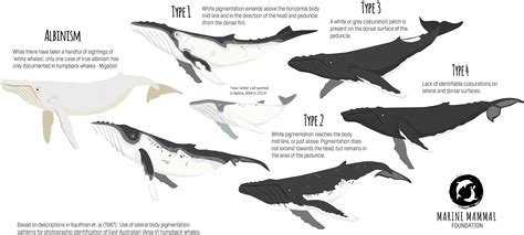 Colour Variation in Humpback Whales — Marine Mammal Foundation