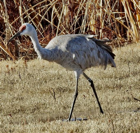 Thirty-six Year Old Sandhill Crane — Sacramento Audubon Society