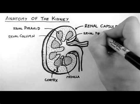 Image result for Handwritten Tutorials Kidney