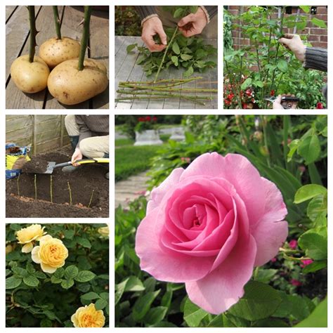 Image result for How to Propagate Roses Using Potatoes