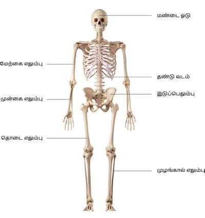 எலும்பு மண்டலம் — lesson. அறிவியல், Class 8.