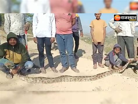 Image result for Ajgar Python