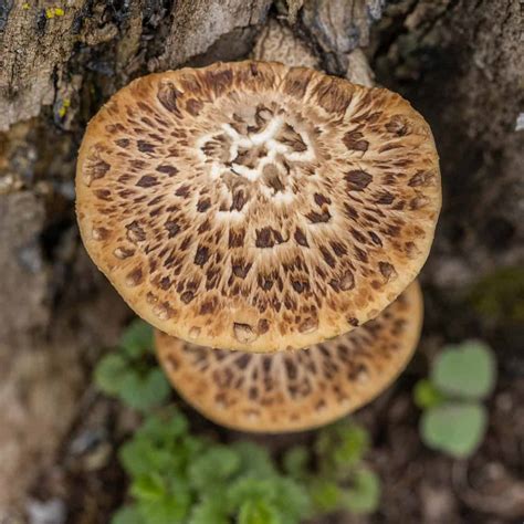 Dryad's Saddle or Pheasant Back Mushroom - FORAGER | CHEF