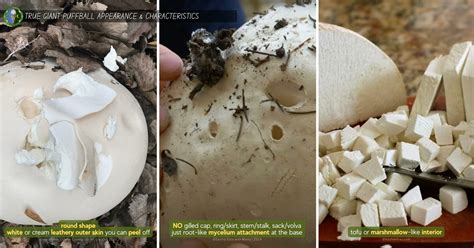 Giant Puffball Mushroom Poisonous and Edible Look-Alikes