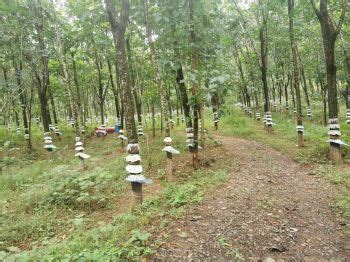 Real Estate Properties at MANJAPRA, Kochi