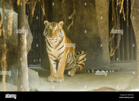 Barney Zoo Tiger 的图像结果