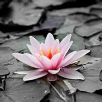 Fredeking Funeral Service Obituaries