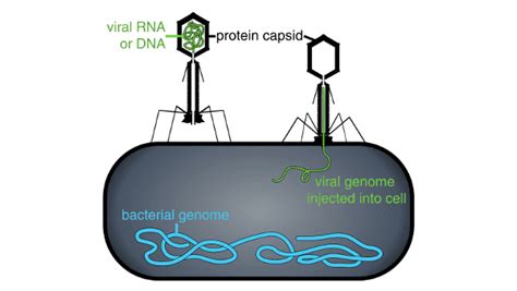 Image result for How Do Viruses Work