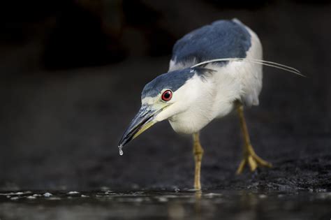 Species Spotlight: The Black-crowned Night Heron | World Birds