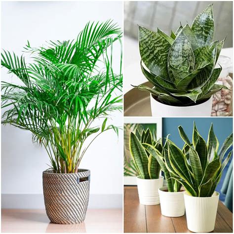 Combo of 3 Air-Purifying, Oxygen-Rich & Decorative Indoor/Outdoor ...