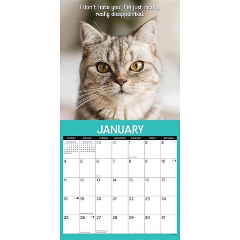 Cat Shaming Calendar 2026