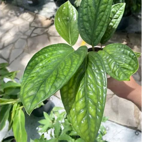 Buy Monstera Peru Plant - Nursery Nisarga