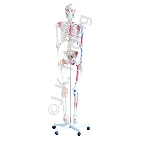 Image result for Model of Skeleton