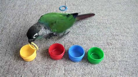 Smart Parrot With Color Sense