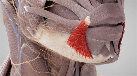 Musculus depressor anguli oris - DocCheck