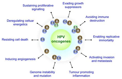 Viruses | Free Full-Text | The Not-So-Good, the Bad and the Ugly: HPV ...