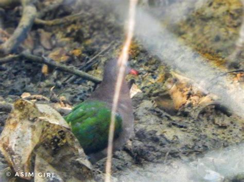 মেদিনীপুরের যত ঘুঘু | Dove (Streptopelia chinensis) of Medinipur