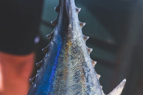 Albacore Tuna Fishing on Washington’s Evergreen Coast: The Ultimate ...