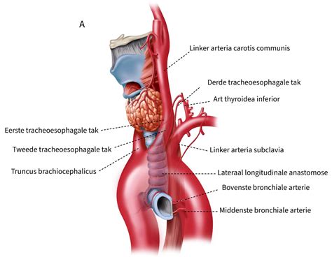 Anatomie van de laryngotracheale luchtweg | UZ Leuven
