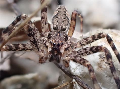 Testing out my new camera - Dark Fishing Spider...I think : r/spiders