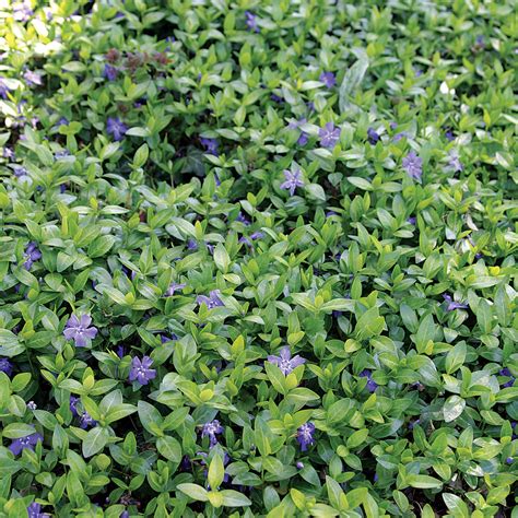 Low Growing Ground Cover