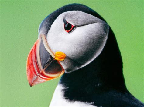 Penguin Looking Bird